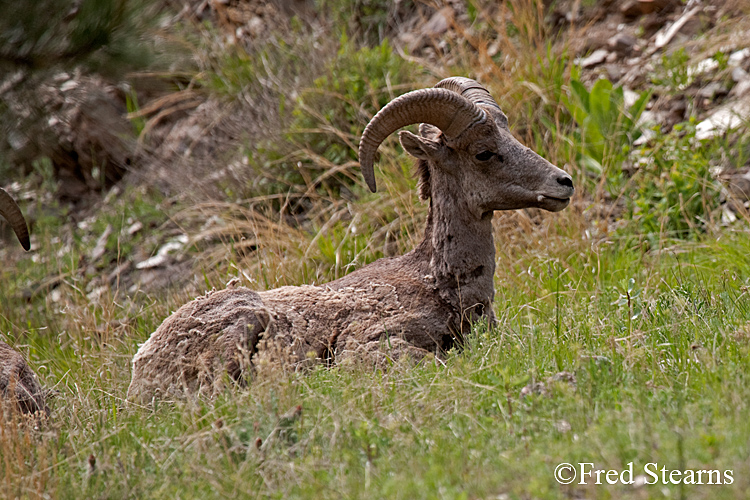 Roosevelt NF Big Thompson Canyon Big Horn Sheep width=